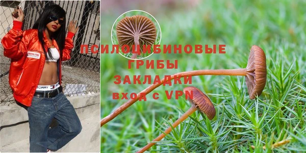 прущие грибы Армянск